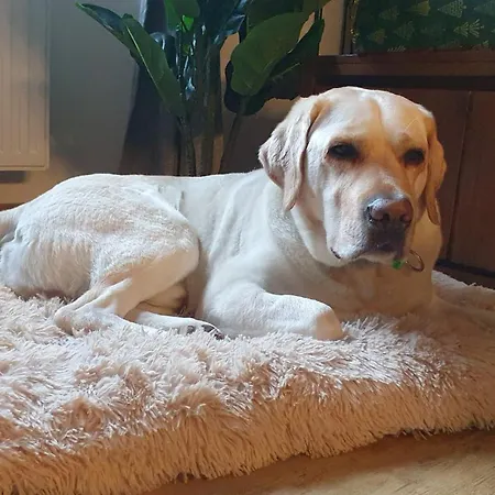Zen Holz & Hirsch Loft - Parkplatz Und Hund Apartament Isny im Allgäu
